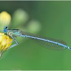 Blaue Federlibelle