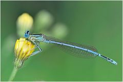 Blaue Federlibelle