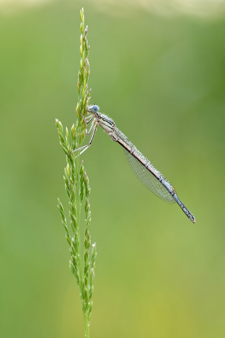 blaue Federlibelle