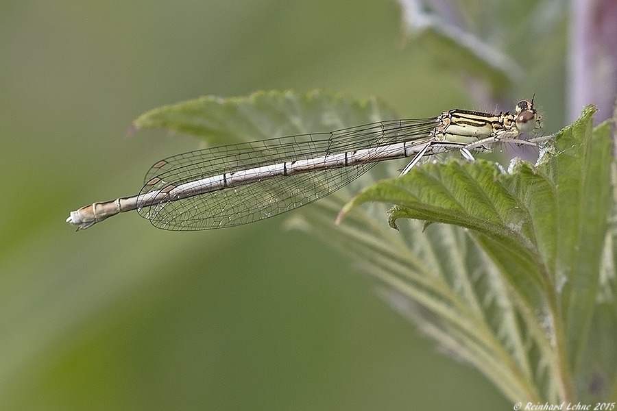 Blaue Federlibelle