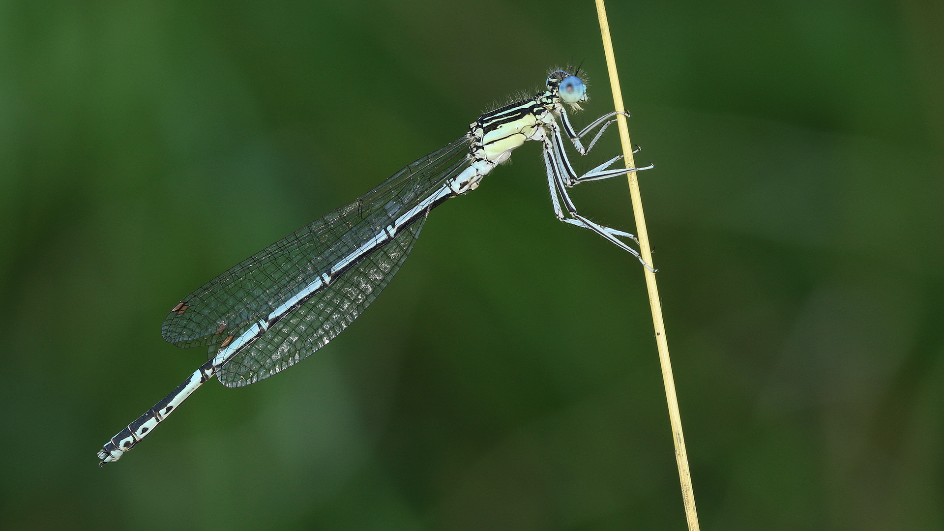 Blaue Federlibelle... 