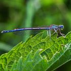 Blaue Federlibelle