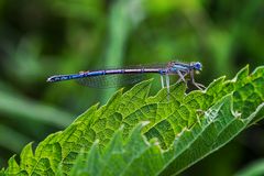 Blaue Federlibelle