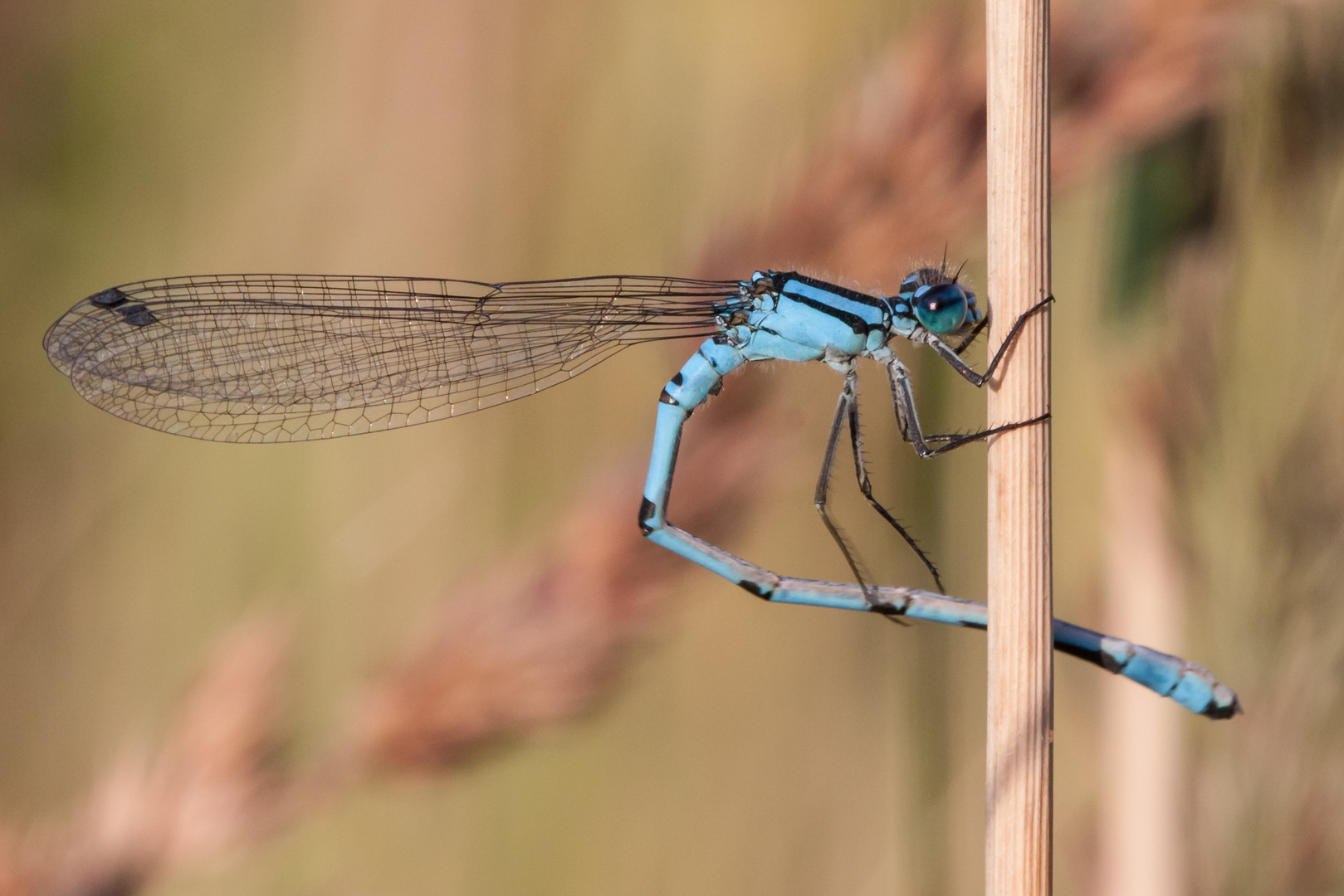 Blaue Federlibelle