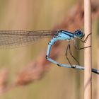 Blaue Federlibelle