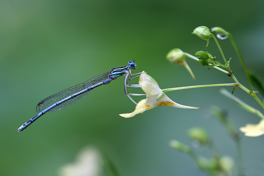 Blaue Federlibelle