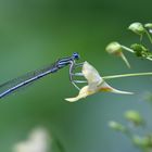 Blaue Federlibelle