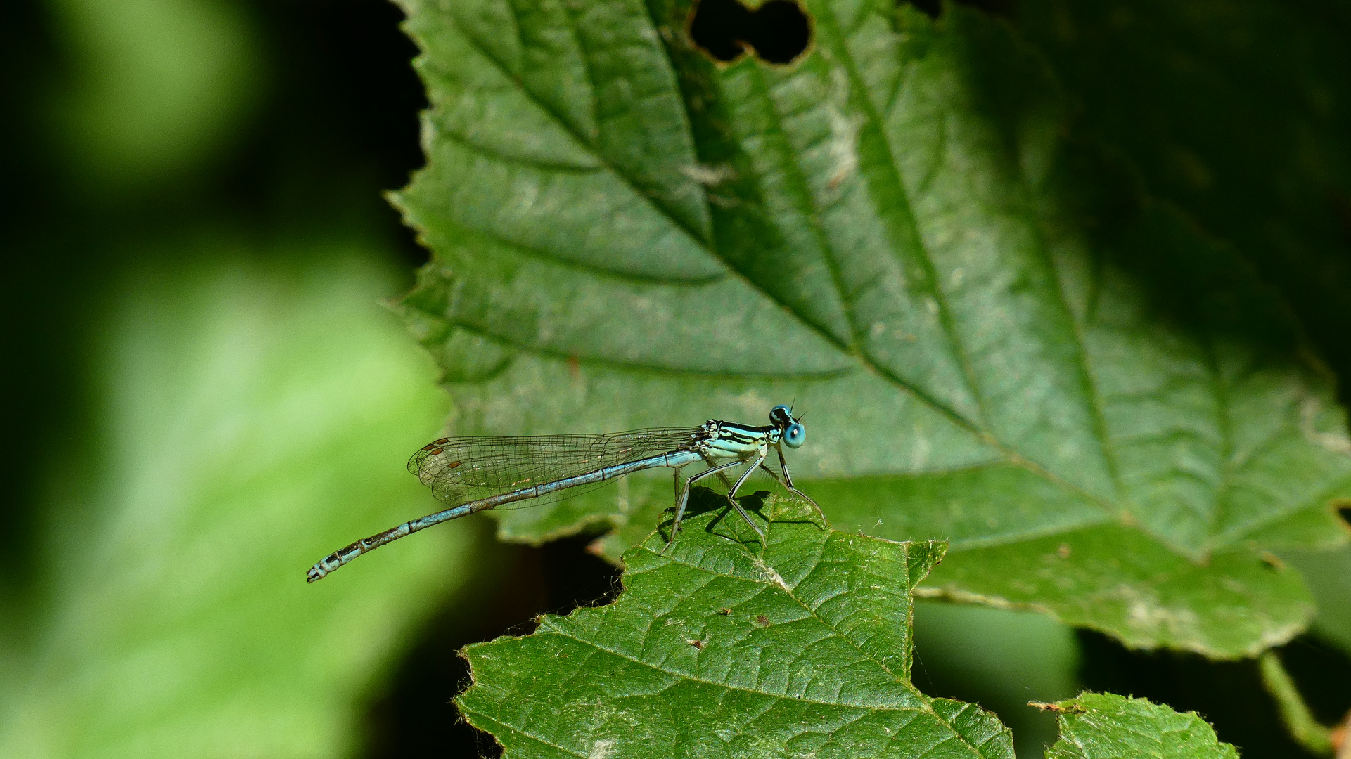 Blaue Federlibelle