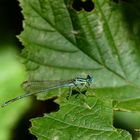 Blaue Federlibelle