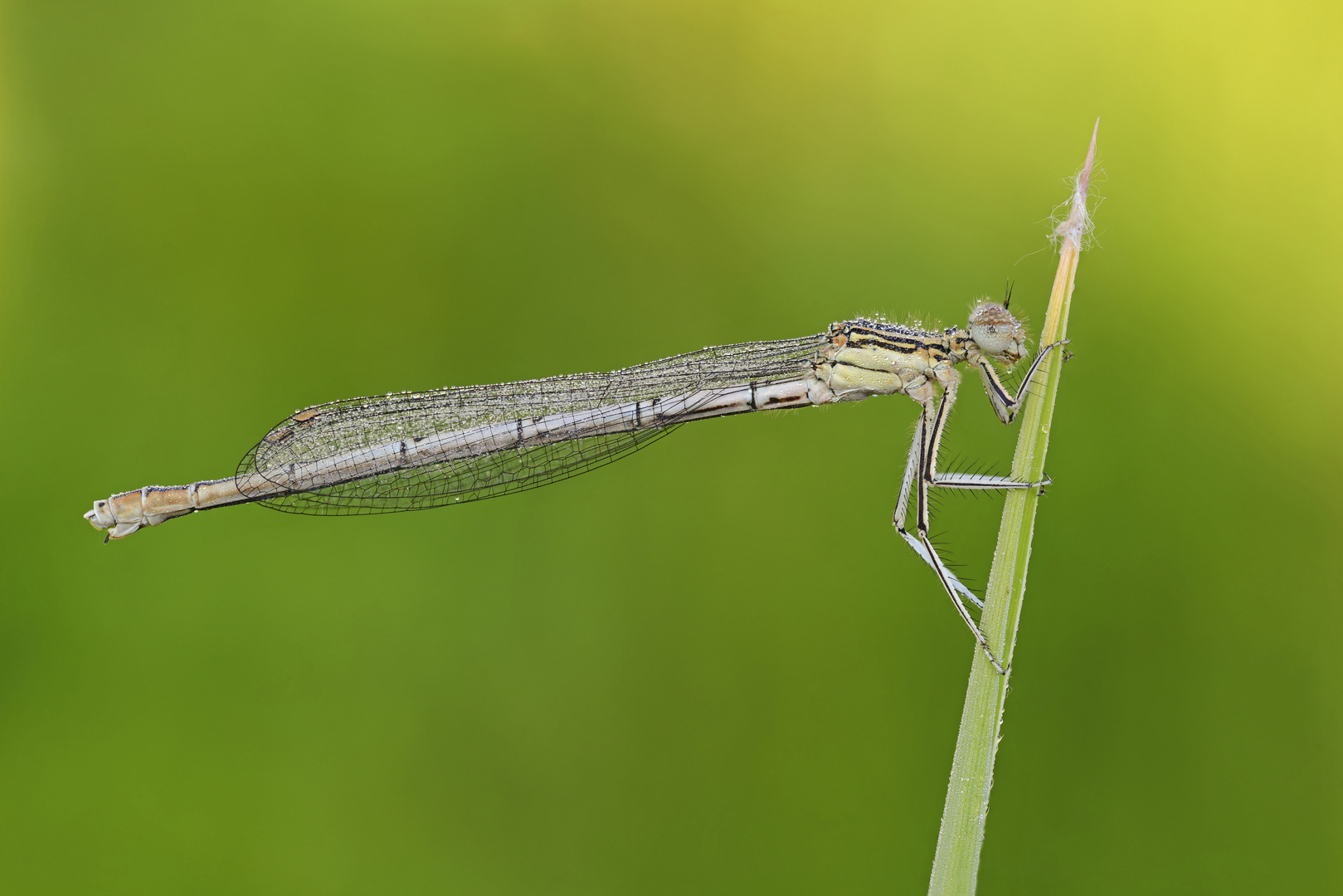 Blaue Federlibelle