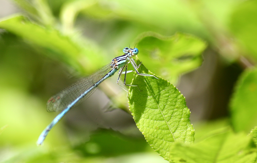 blaue Federlibelle