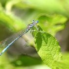 blaue Federlibelle