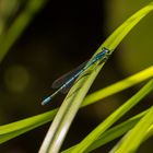 Blaue Federlibelle