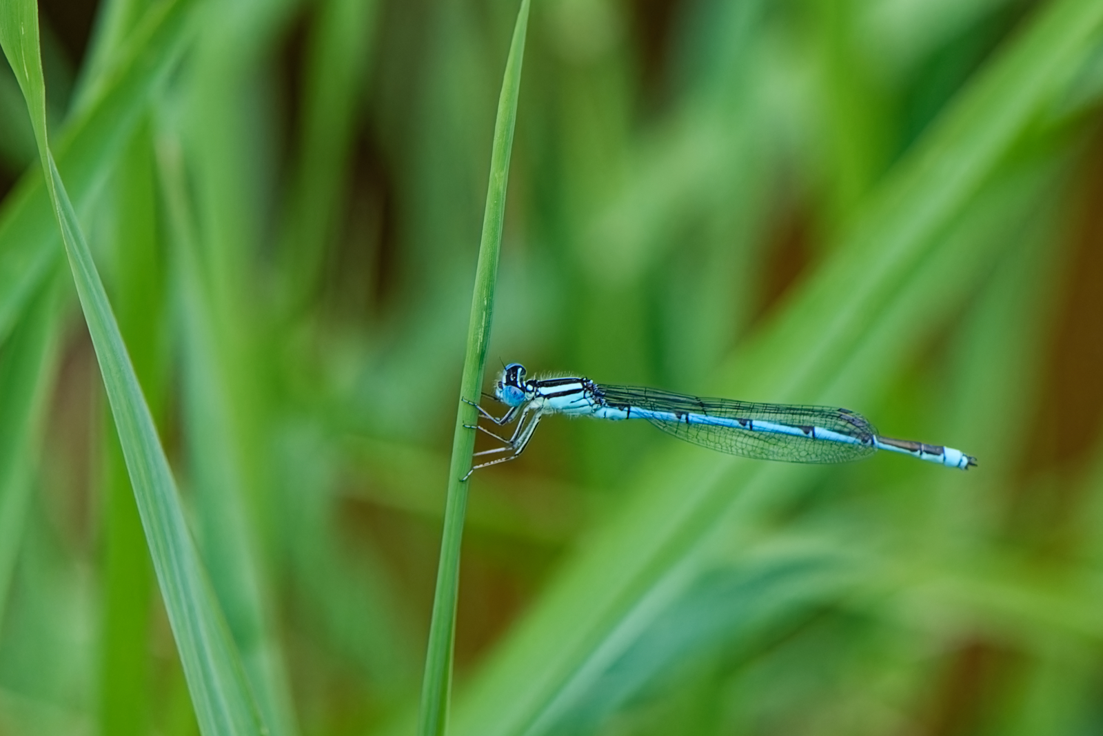 Blaue Federlibelle