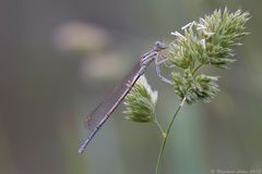 Blaue Federlibelle