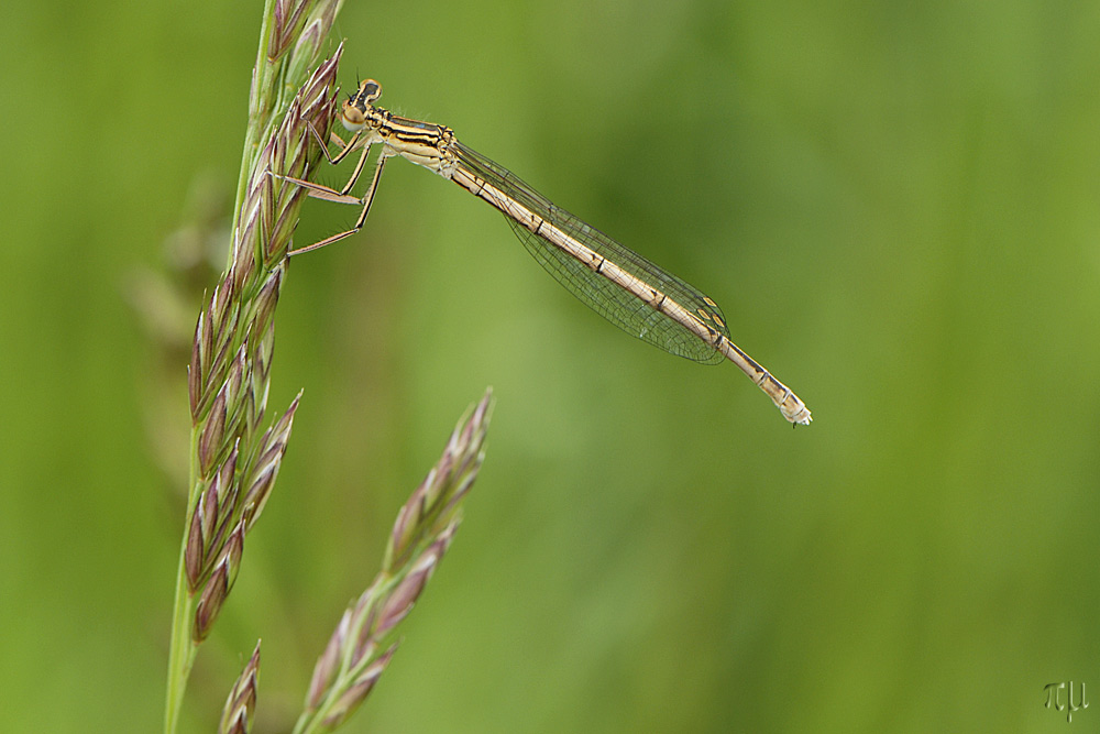 blaue federlibelle