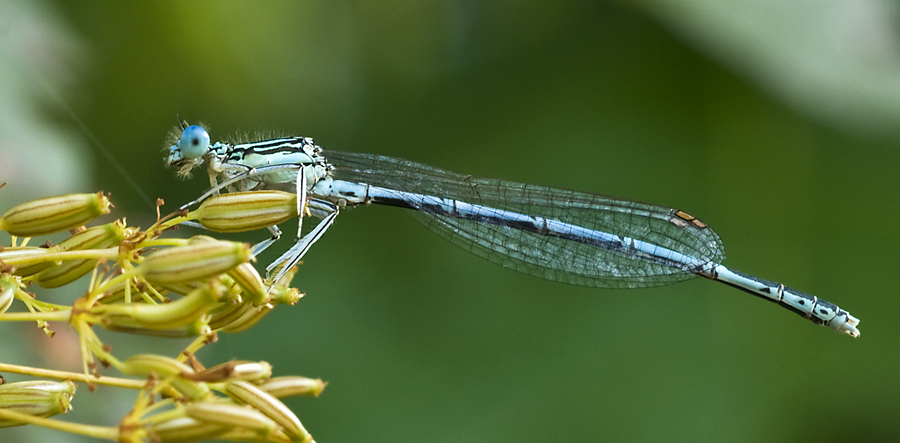 Blaue Federlibelle