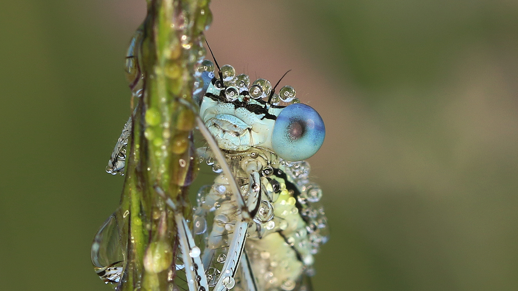 Blaue Federlibelle... 