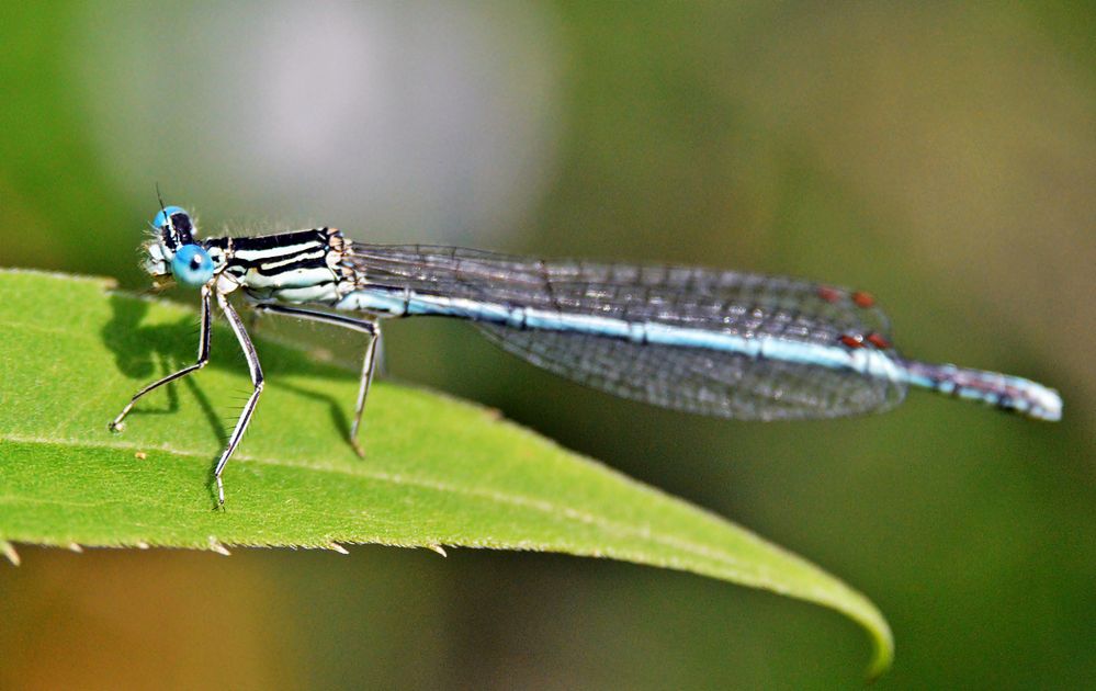 Blaue Federlibelle