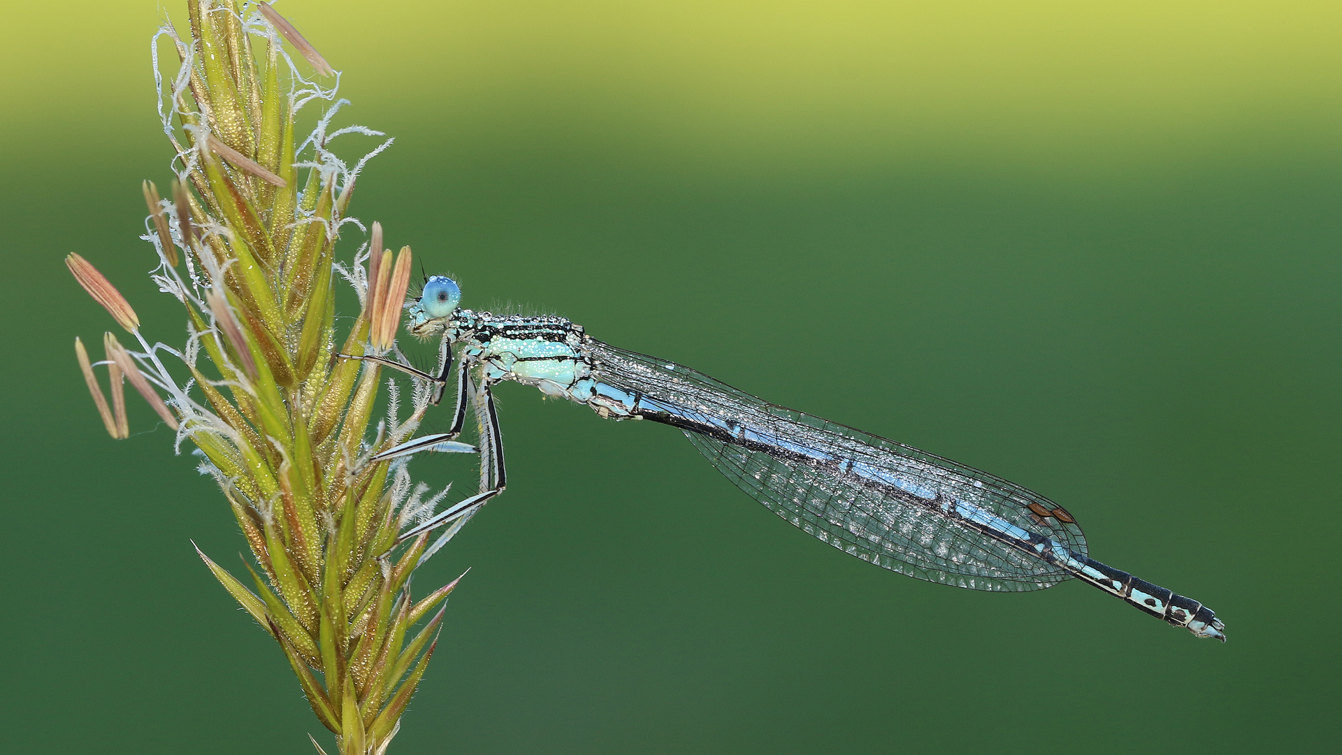 Blaue Federlibelle... 