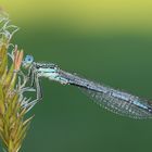 Blaue Federlibelle... 