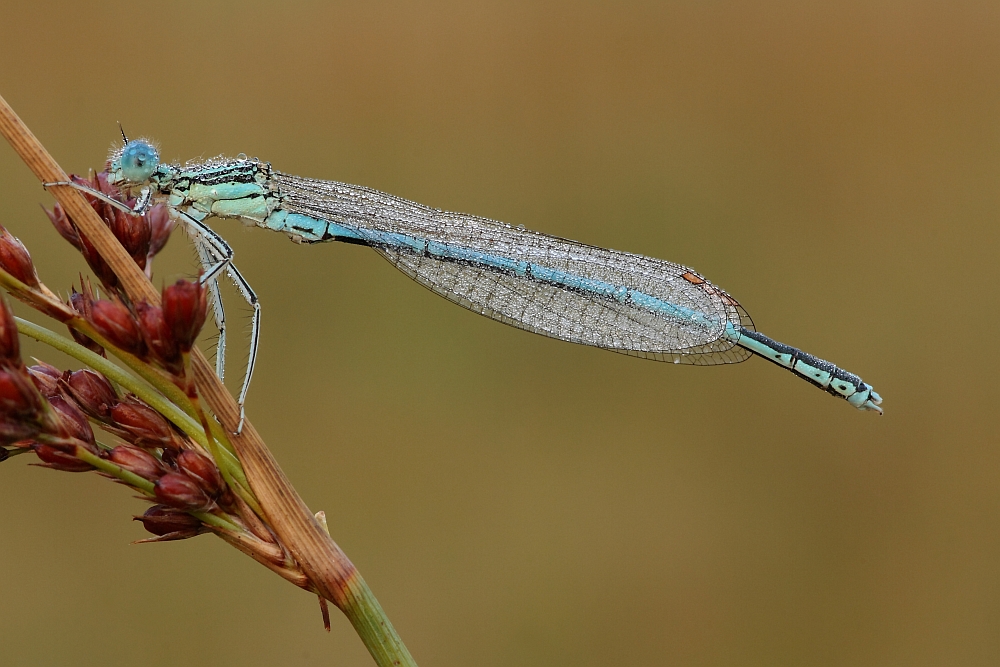 Blaue Federlibelle