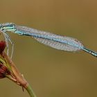 Blaue Federlibelle