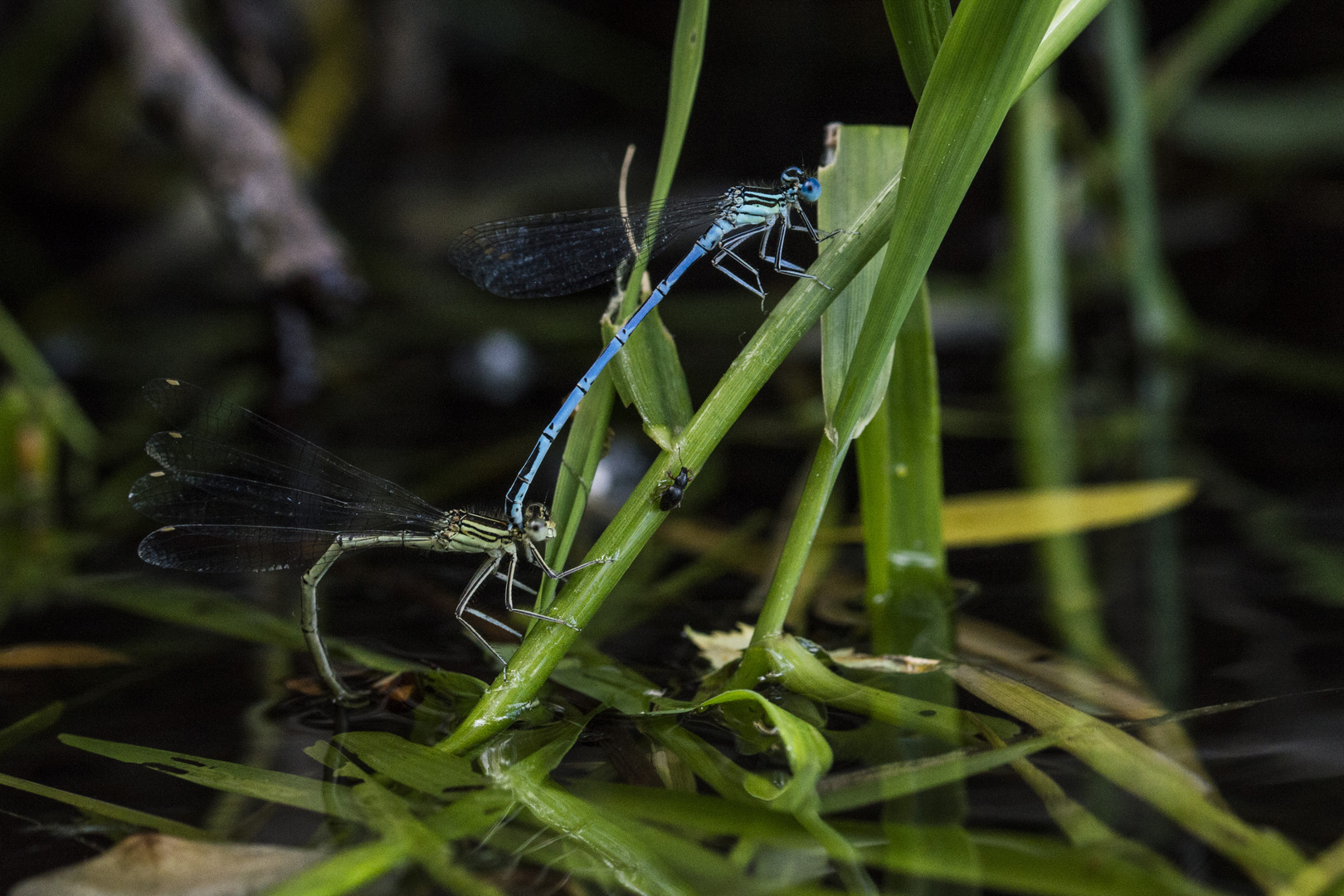 Blaue Federlibelle