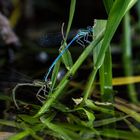 Blaue Federlibelle