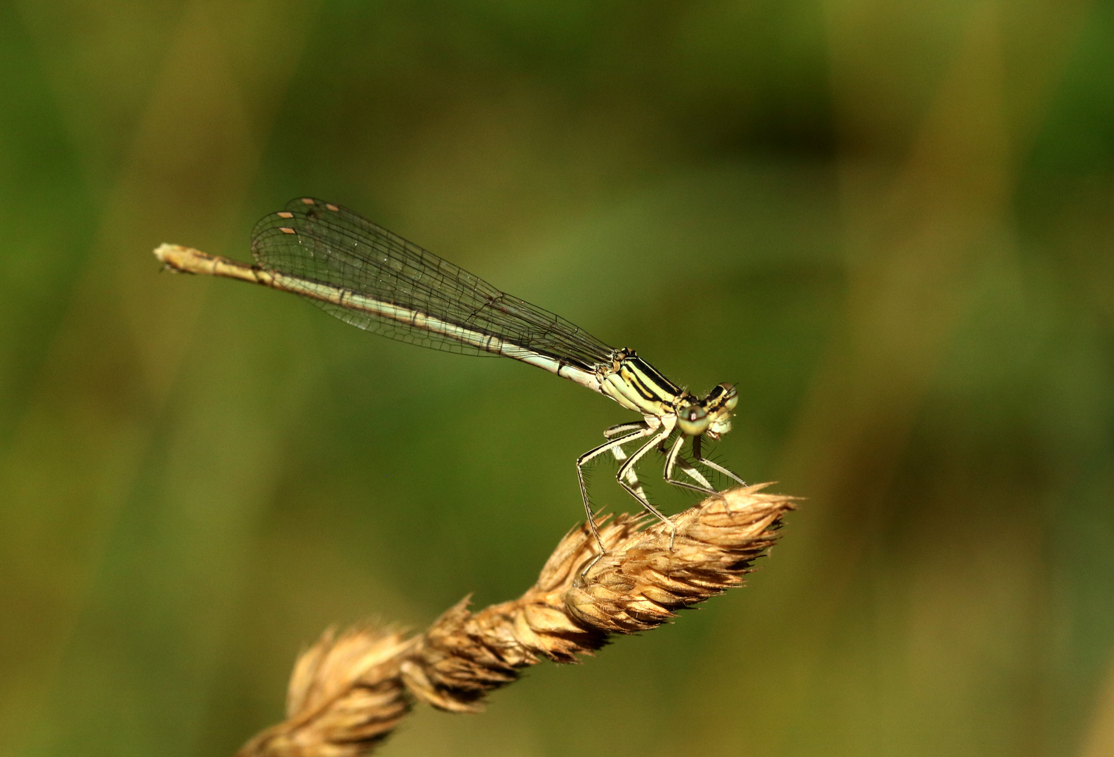 Blaue Federlibelle