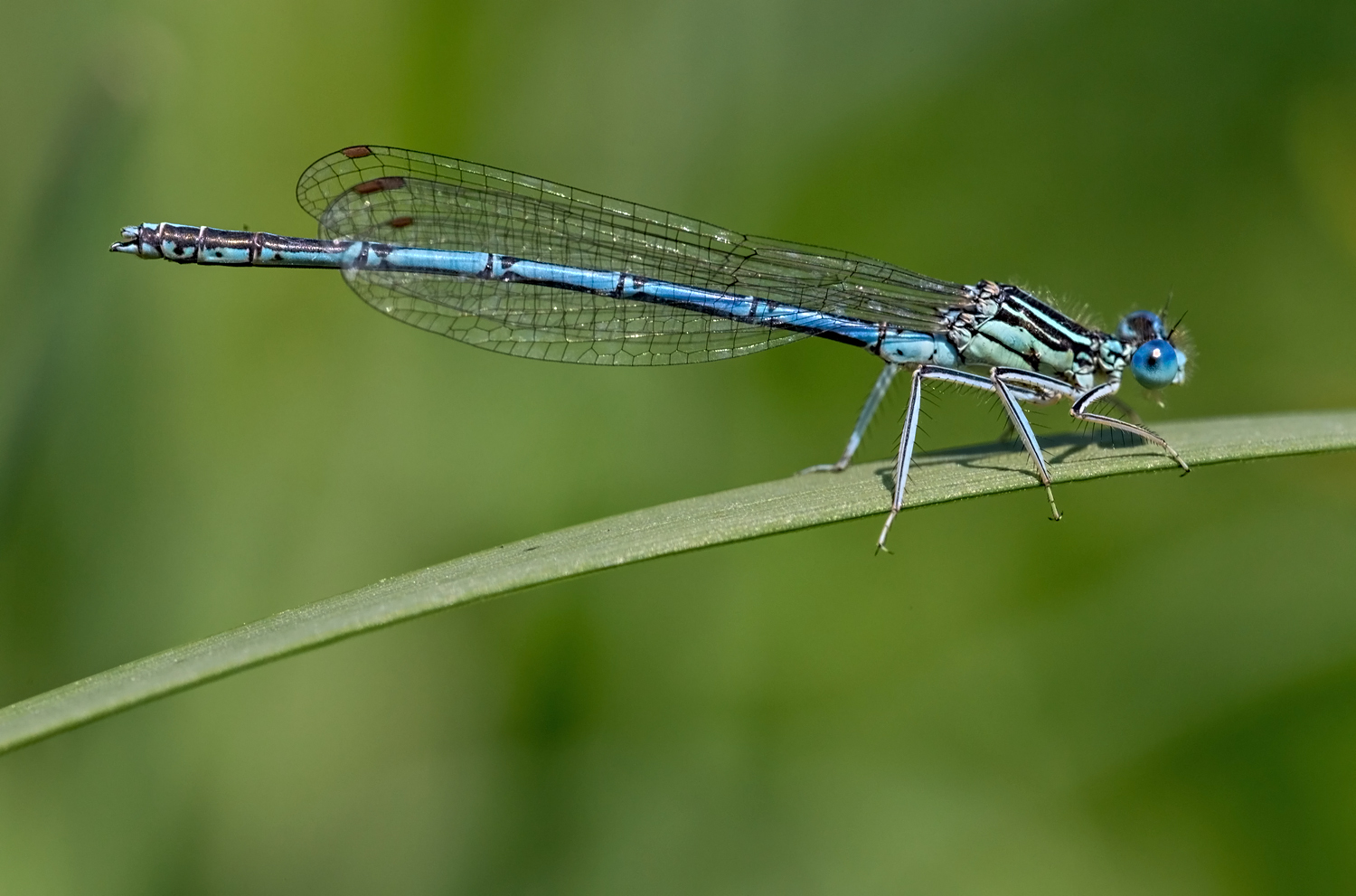 Blaue Federlibelle