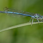 Blaue Federlibelle