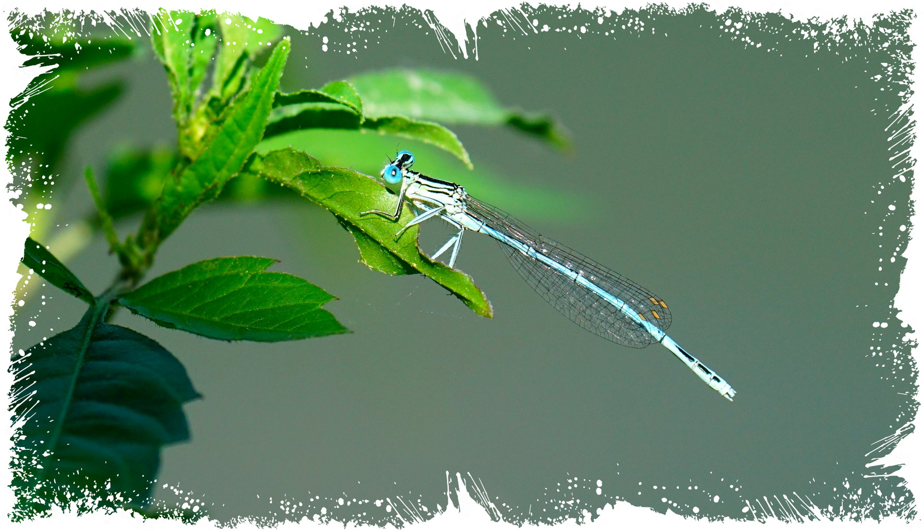 Blaue Federlibelle