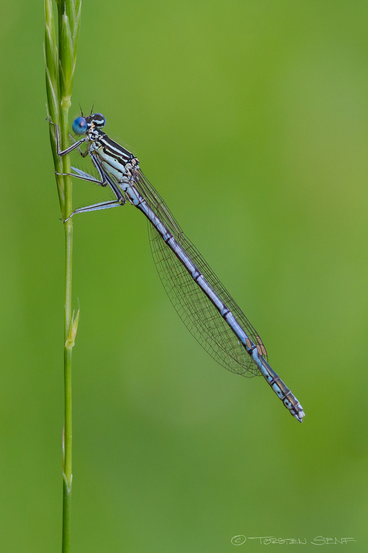 Blaue Federlibelle