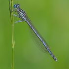 Blaue Federlibelle