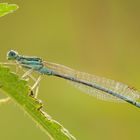 Blaue Federlibelle