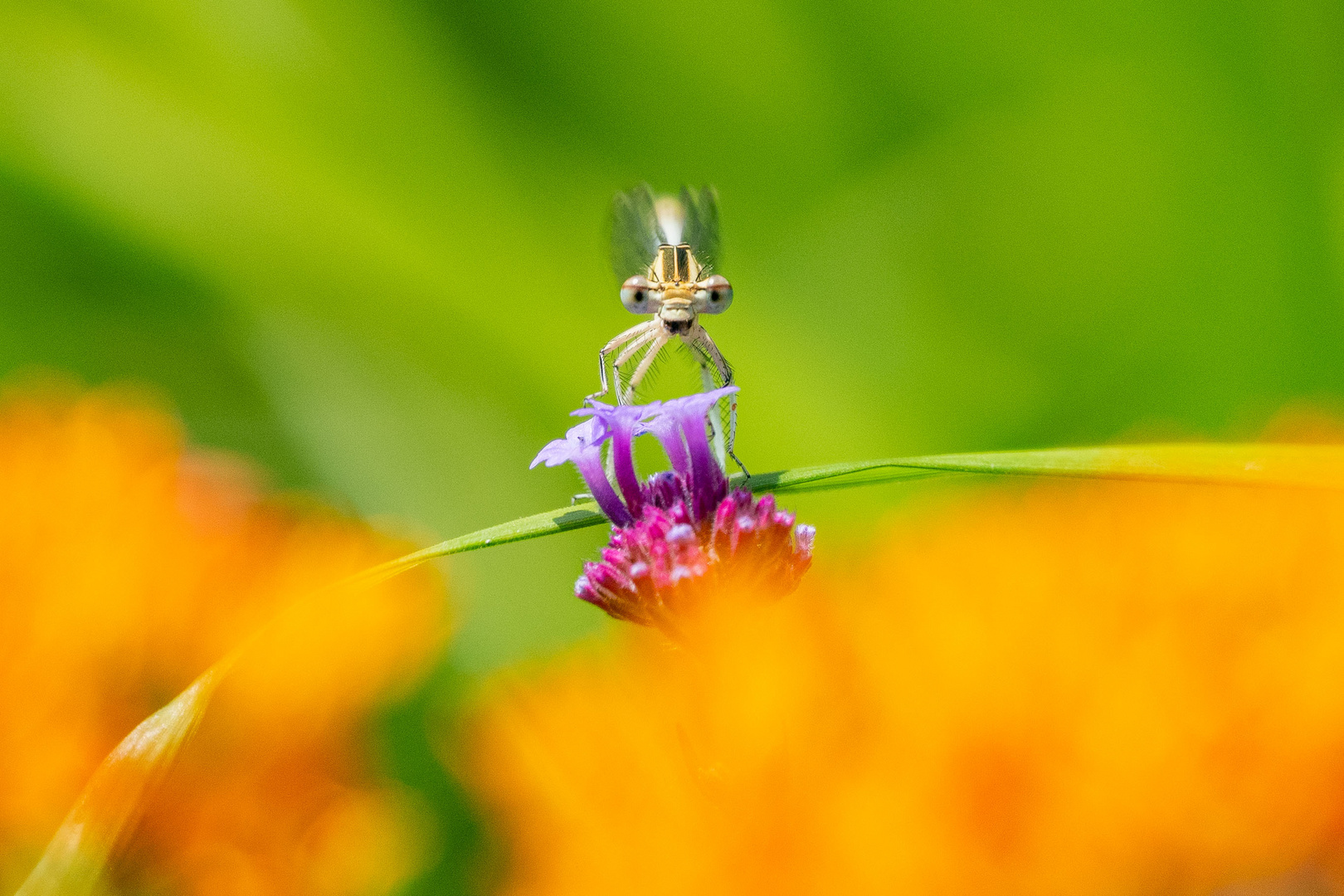 Blaue Federlibelle