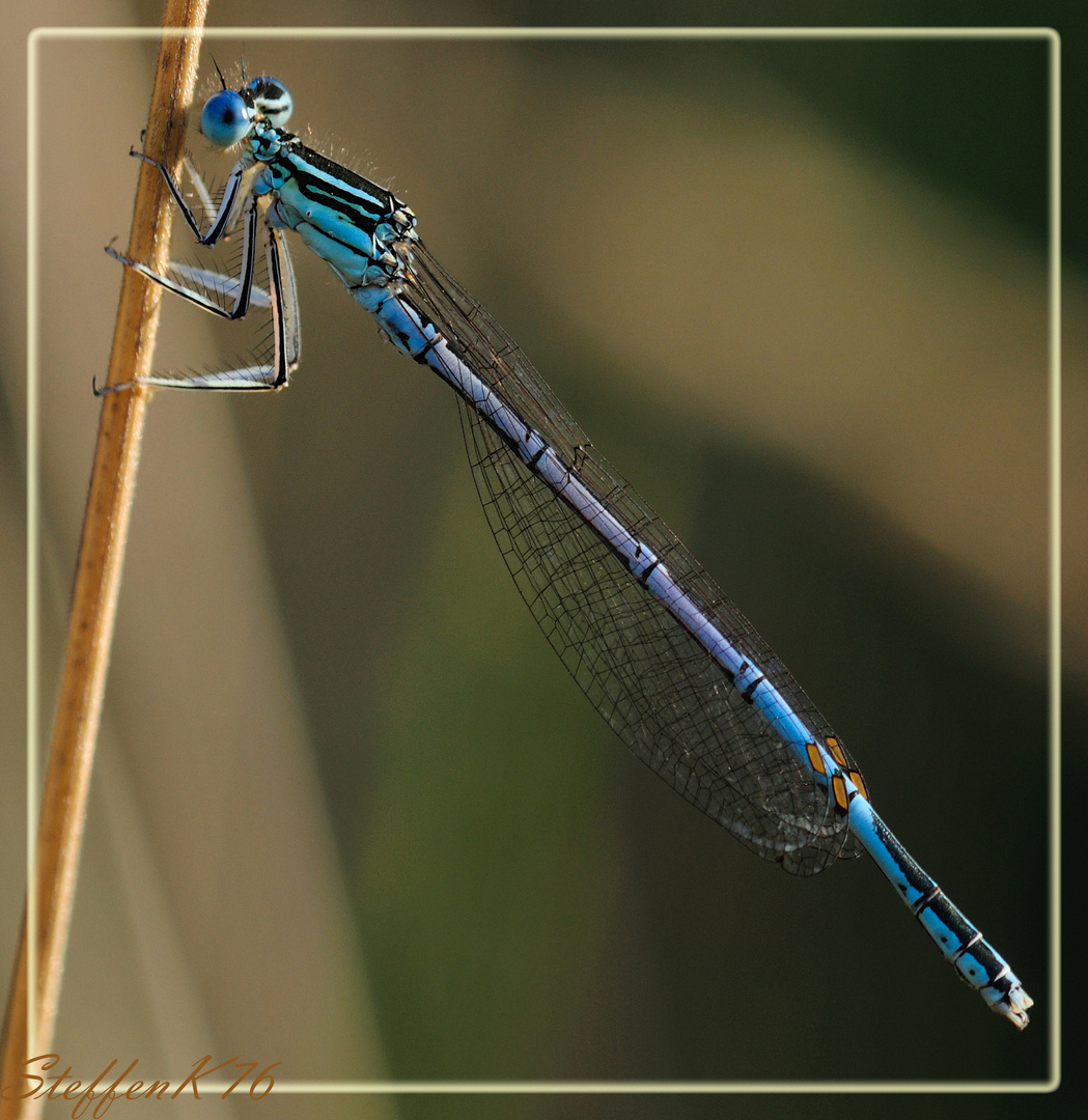 Blaue Federlibelle