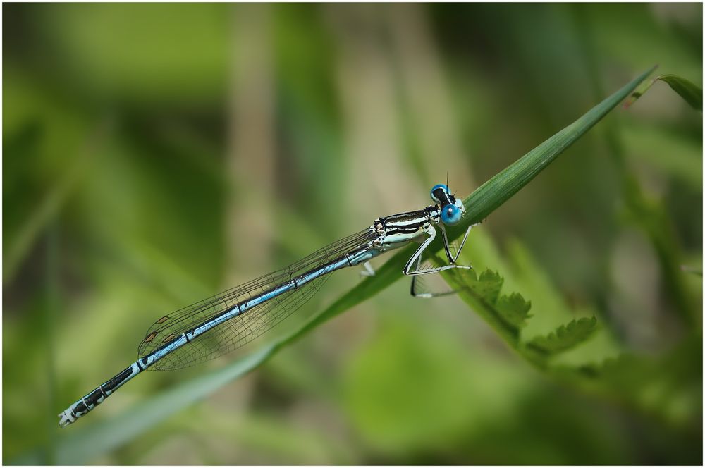 Blaue Federlibelle