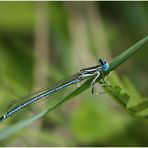 Blaue Federlibelle