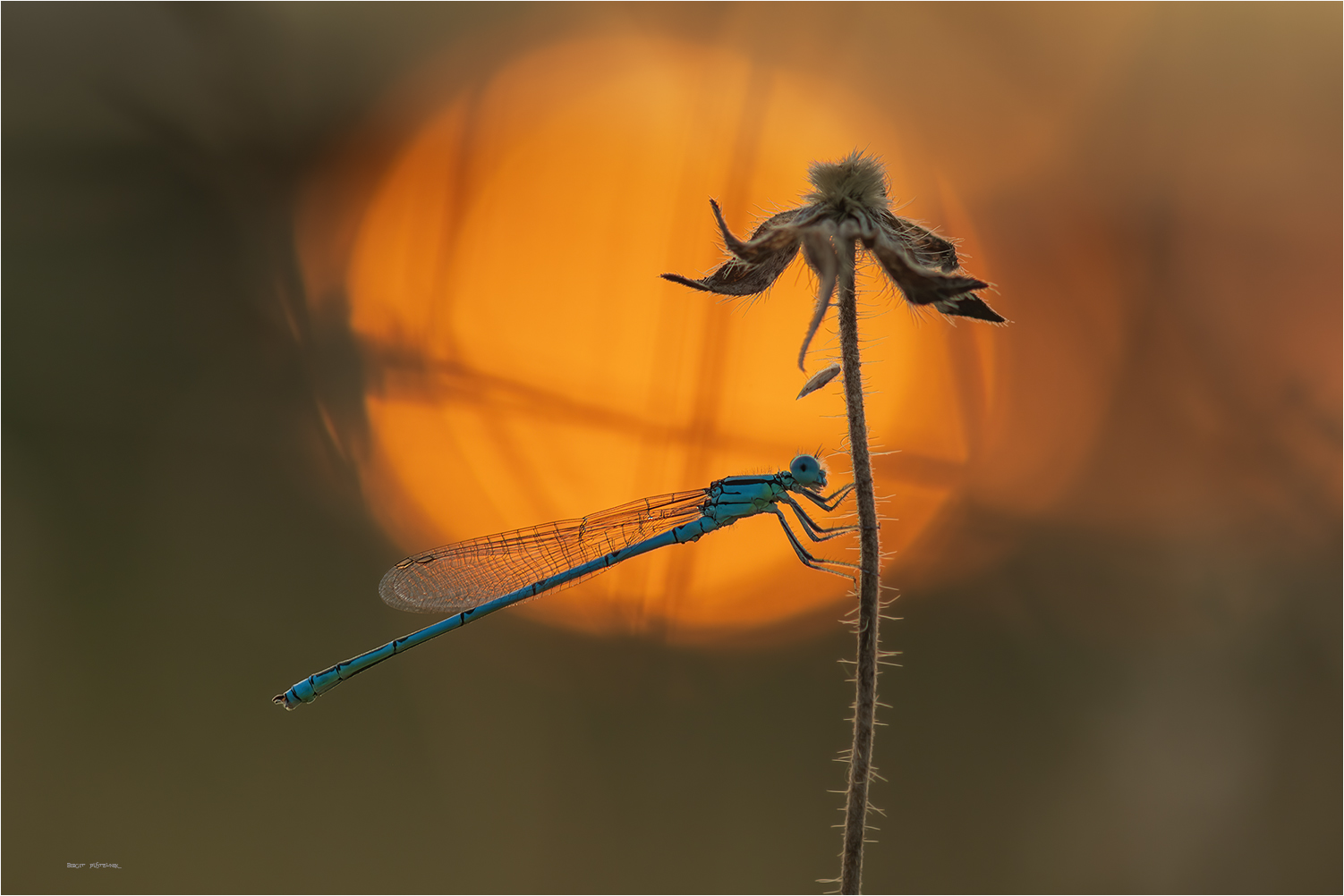 Blaue Federlibelle