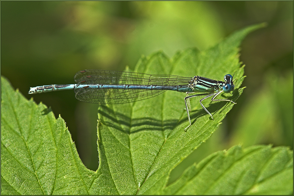 Blaue Federlibelle