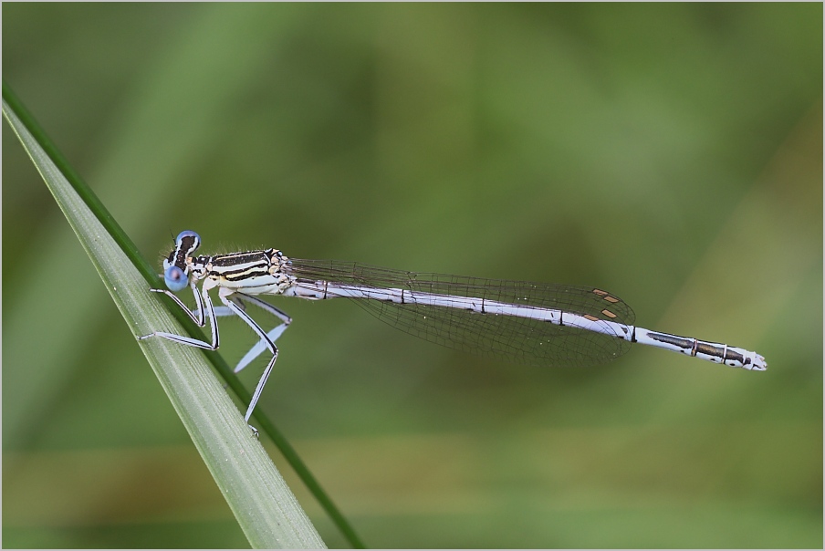 Blaue Federlibelle