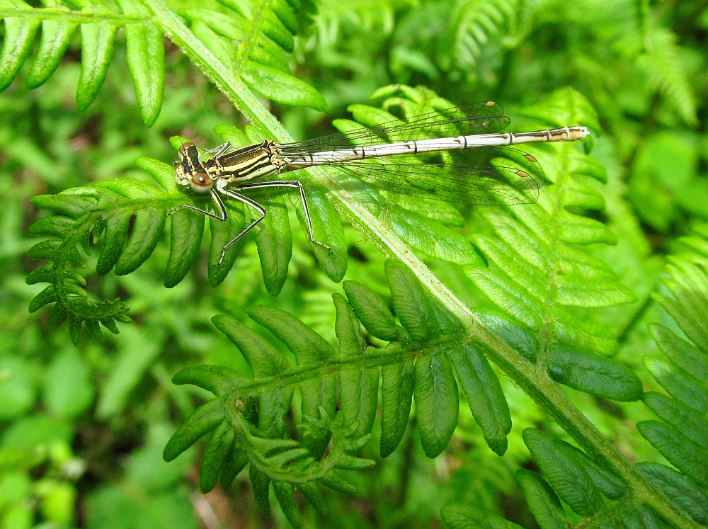 Blaue Federlibelle