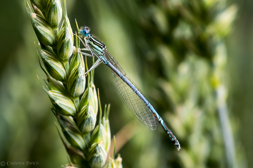 Blaue Federlibelle