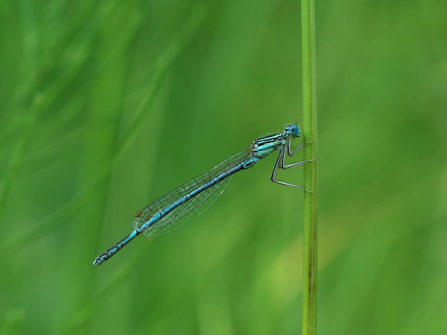 Blaue Federlibelle