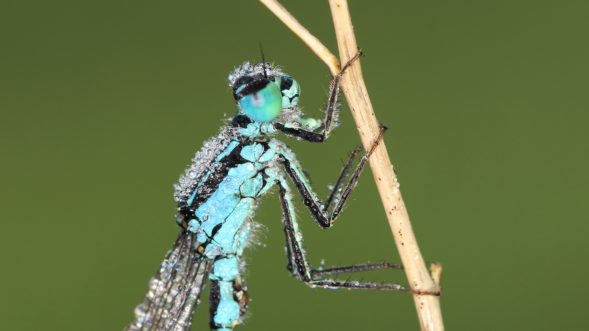 Blaue Federlibelle... 