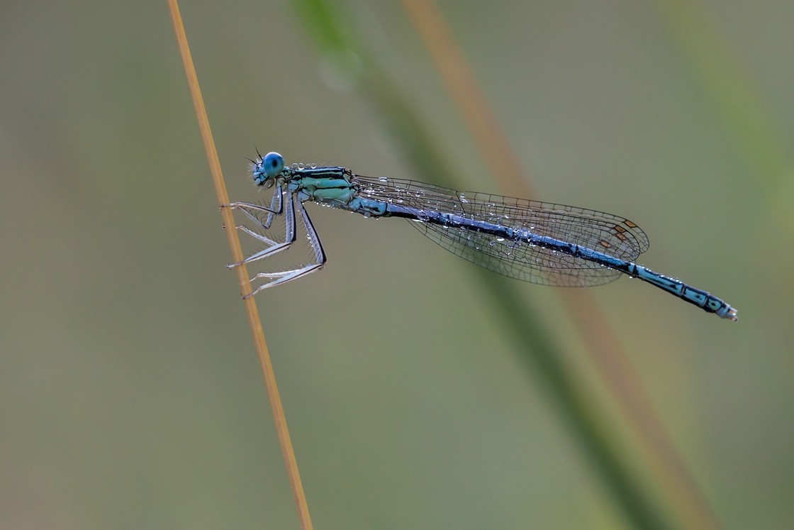 blaue Federlibelle