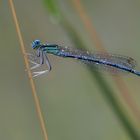 blaue Federlibelle