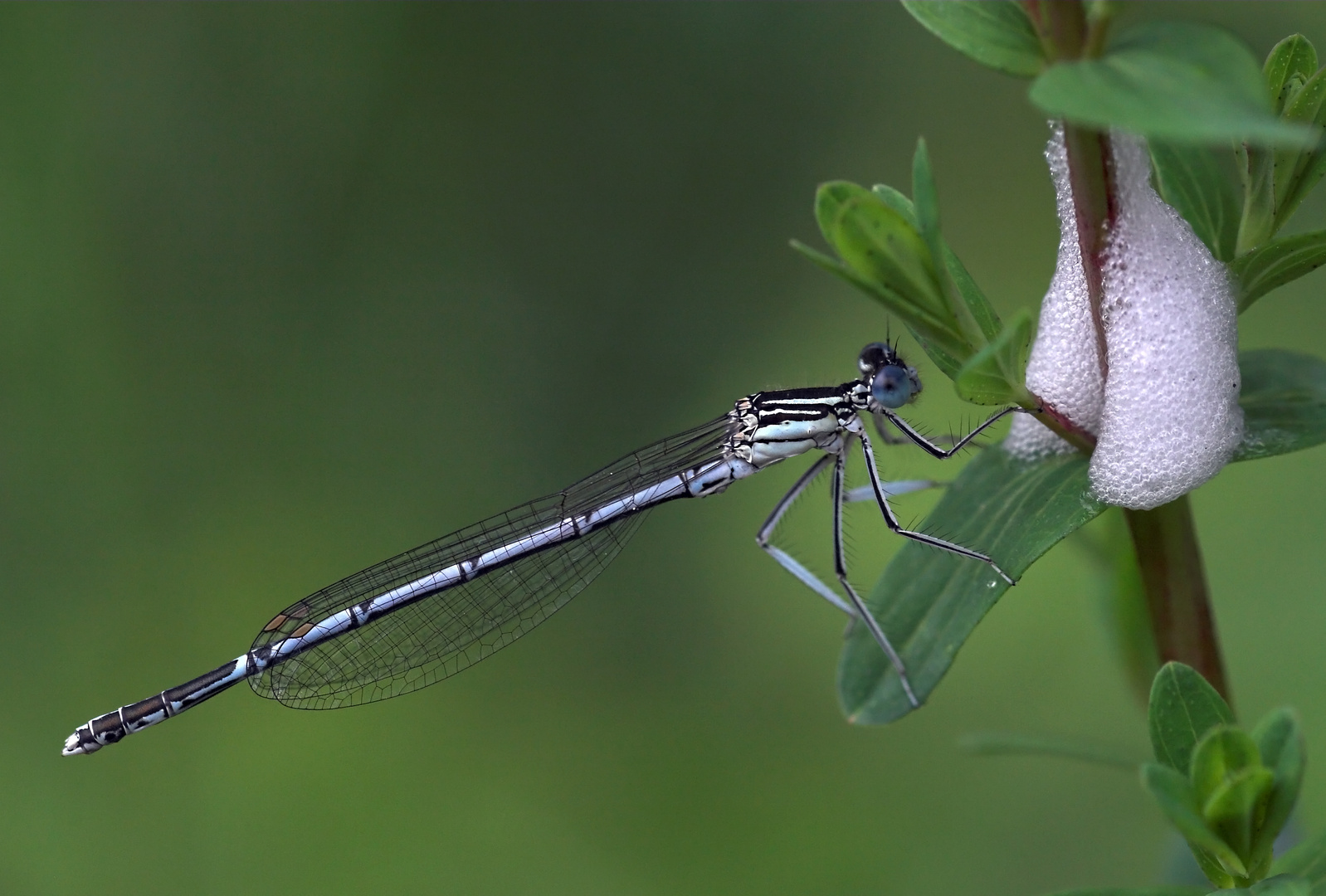 Blaue Federlibelle